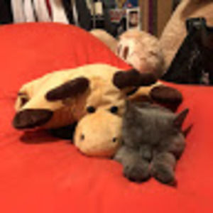 Meet your Posher, Bingjie